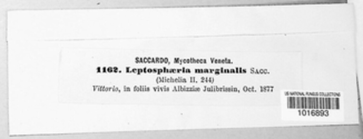 Leptosphaeria marginalis image